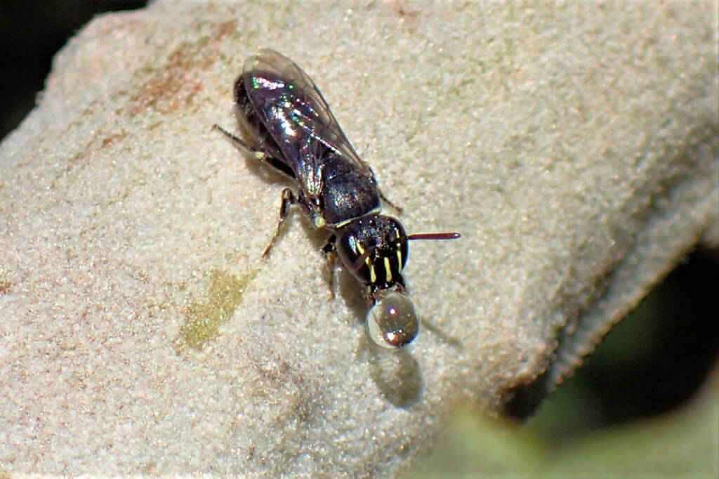 Hylaeus (Pprosopisteron) spp, Midwest WA © Gary Taylor