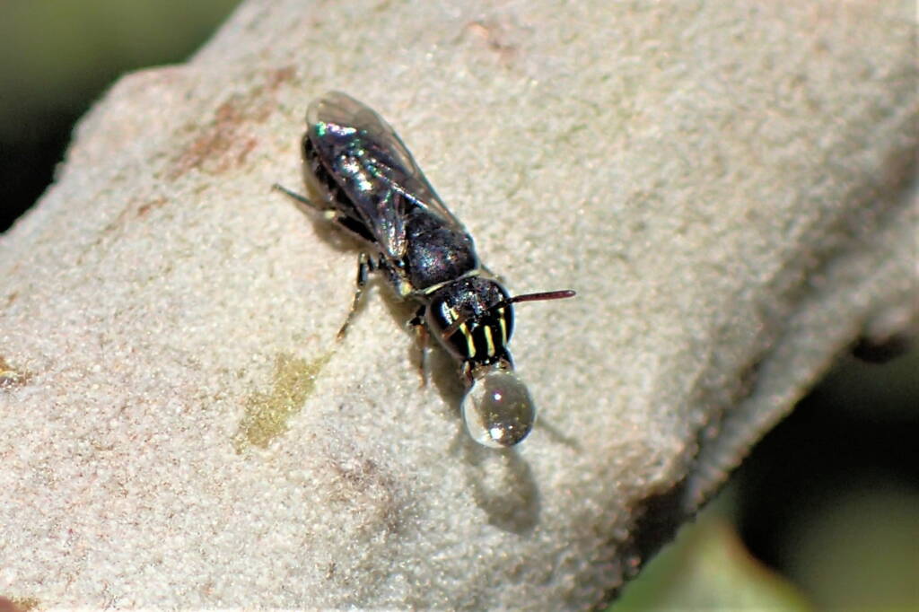 Hylaeus (Pprosopisteron) spp, Midwest WA © Gary Taylor