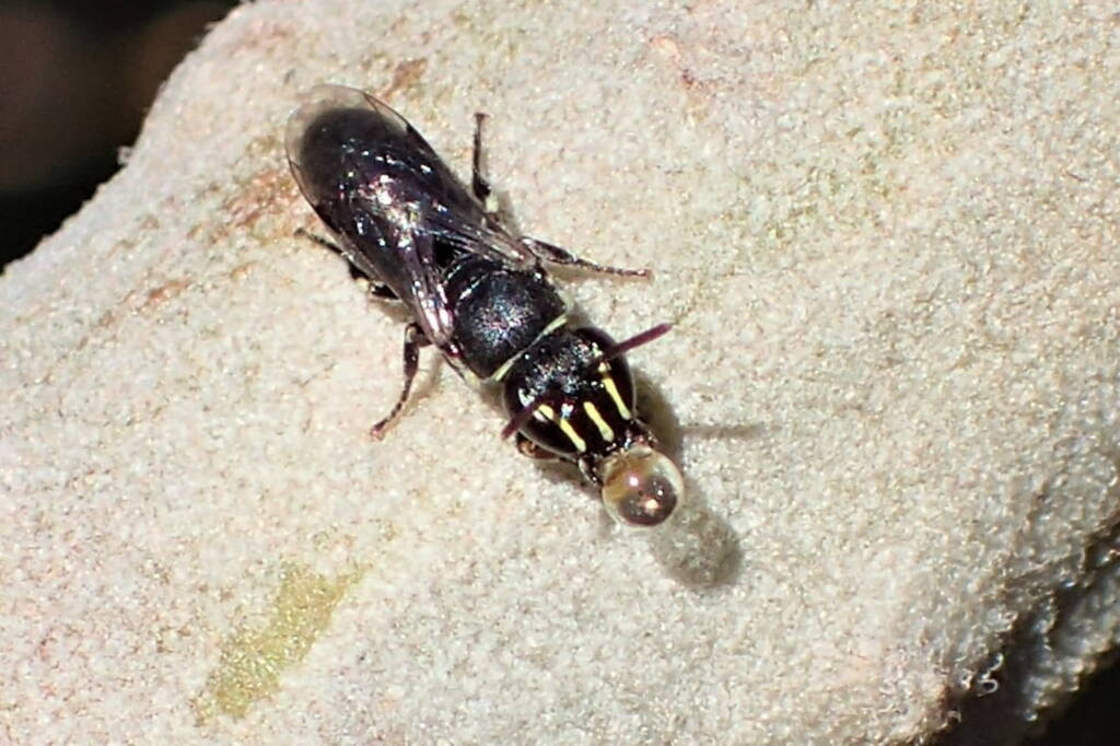 Hylaeus (Pprosopisteron) spp, Midwest WA © Gary Taylor