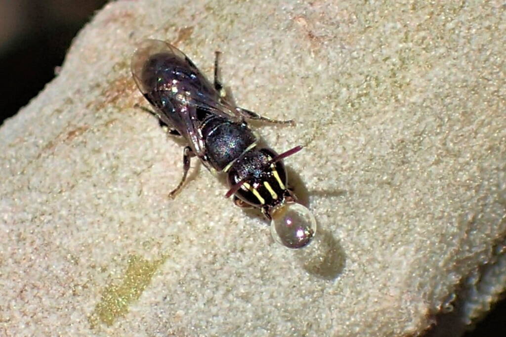 Hylaeus (Pprosopisteron) spp, Midwest WA © Gary Taylor