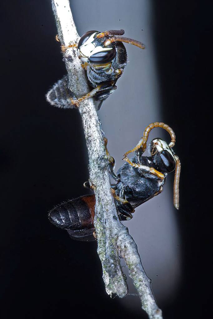 Hylaeus (Rhodohylaeus) constrictiformis males on Melaleuca armillaris © Marc Newman