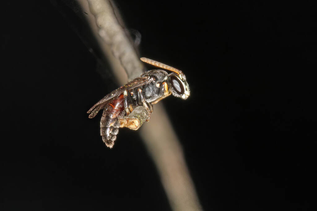 Hylaeus (Rhodohylaeus) constrictiformis © Marc Newmanmis