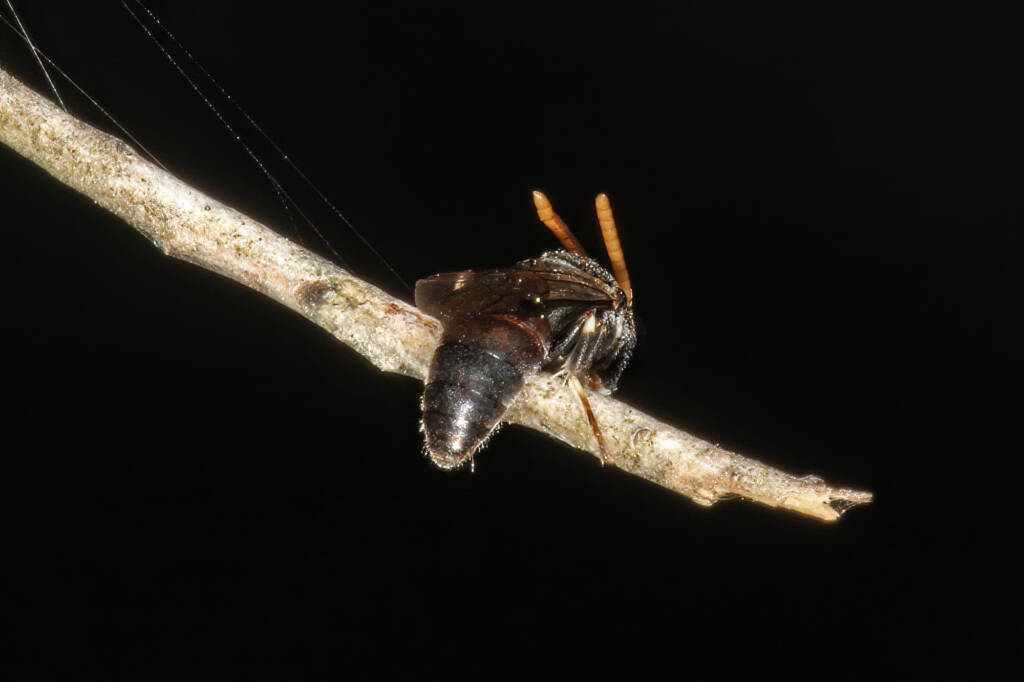 Hylaeus (Rhodohylaeus) constrictiformis © Marc Newman