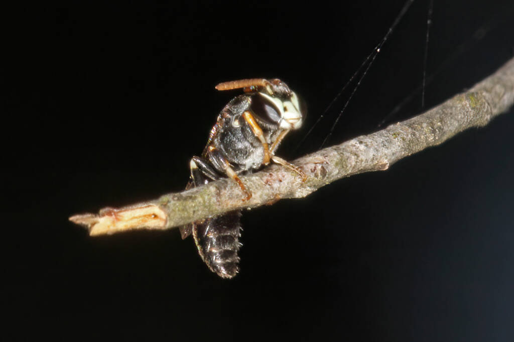 Hylaeus (Rhodohylaeus) constrictiformis © Marc Newman