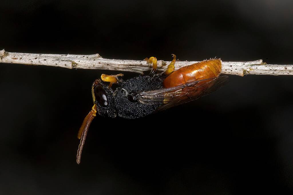 Hylaeus (Rhodohylaeus) maiellus, Ballandean QLD © Marc Newman
