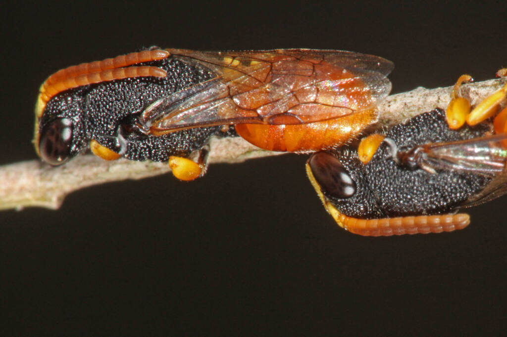 Hylaeus (Rhodohylaeus) maiellus, Ballandean QLD © Marc Newman