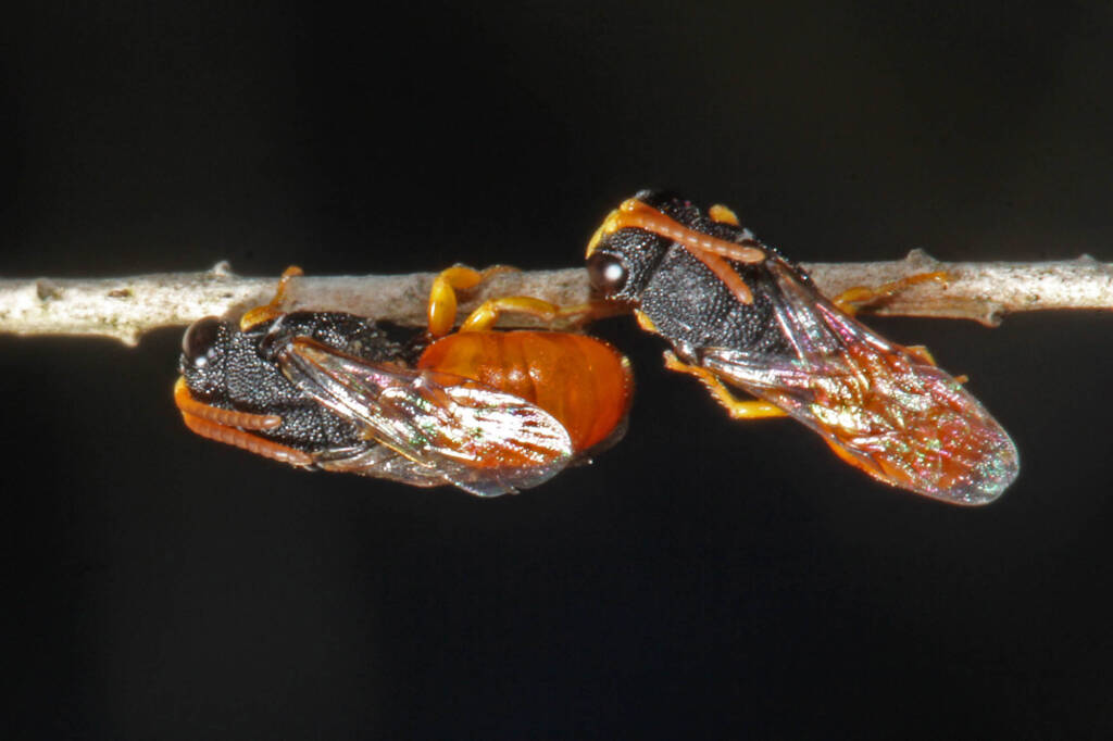 Hylaeus (Rhodohylaeus) maiellus, Ballandean QLD © Marc Newman