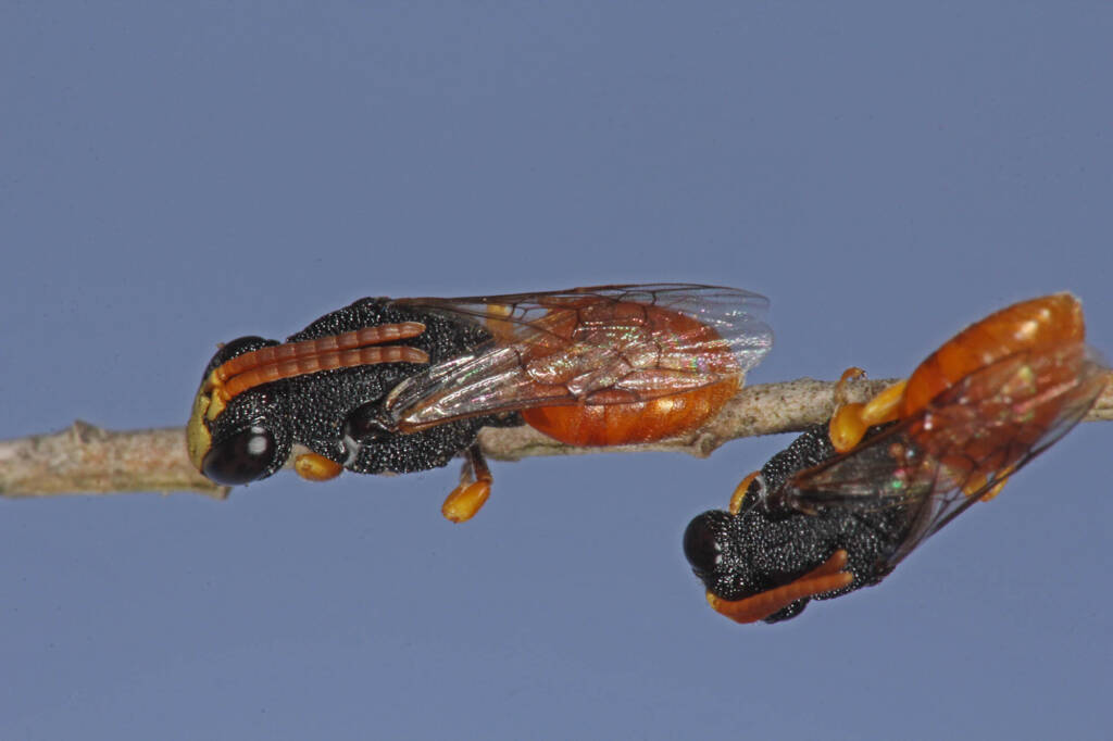 Hylaeus (Rhodohylaeus) maiellus, Ballandean QLD © Marc Newman