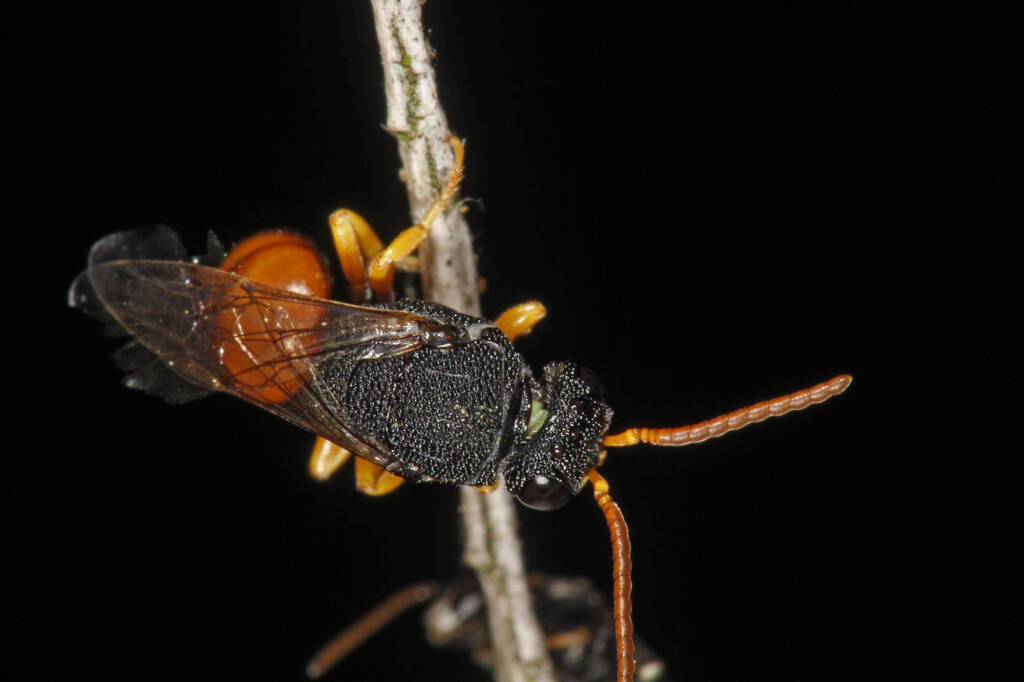 Hylaeus (Rhodohylaeus) maiellus, Ballandean QLD © Marc Newman
