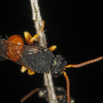 Hylaeus (Rhodohylaeus) maiellus, Ballandean QLD © Marc Newman