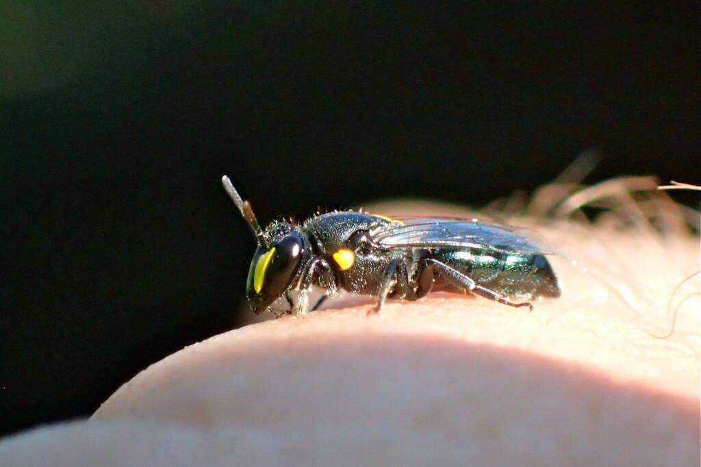 Female Hylaeus violaceus © Gary Taylor