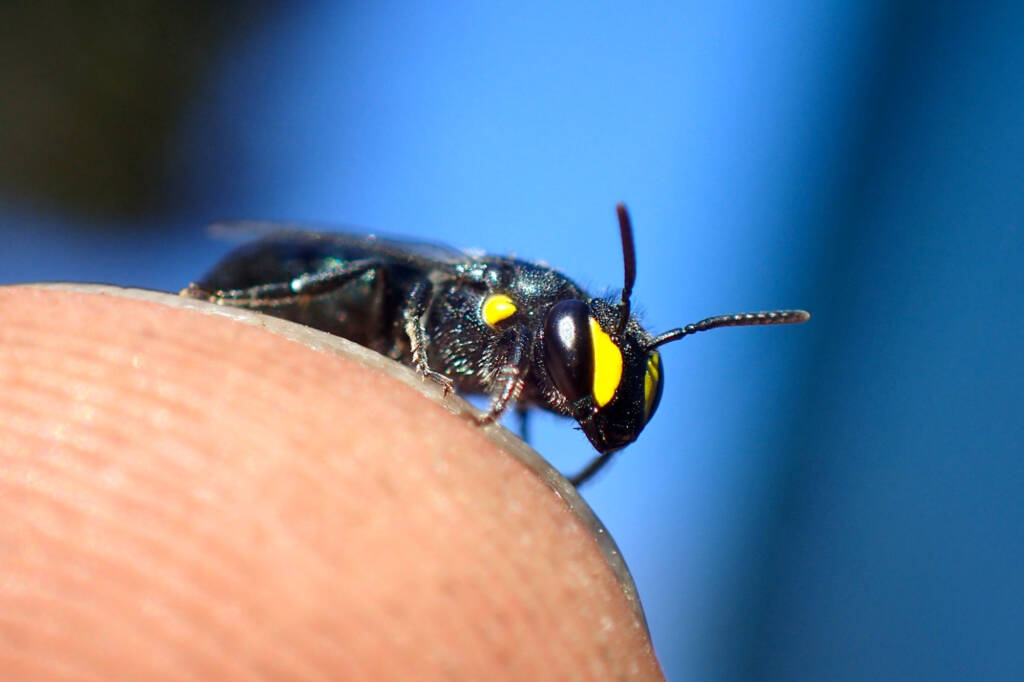Female Hylaeus violaceus © Gary Taylor