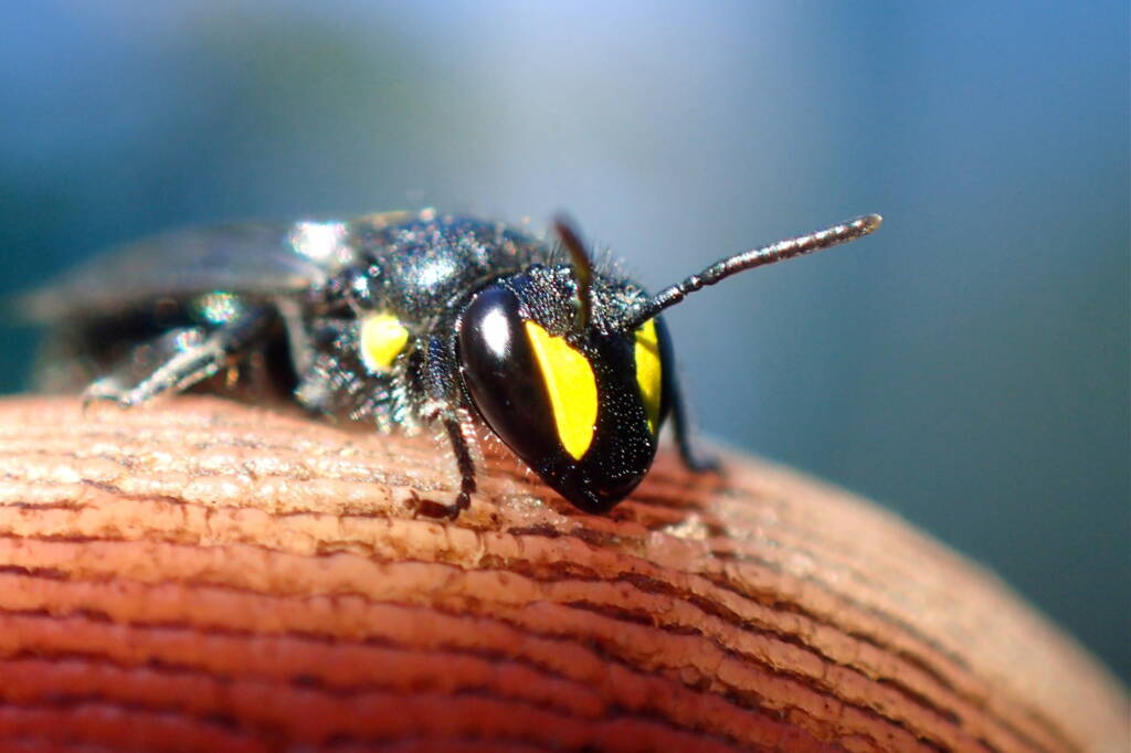 Female Hylaeus violaceus © Gary Taylor