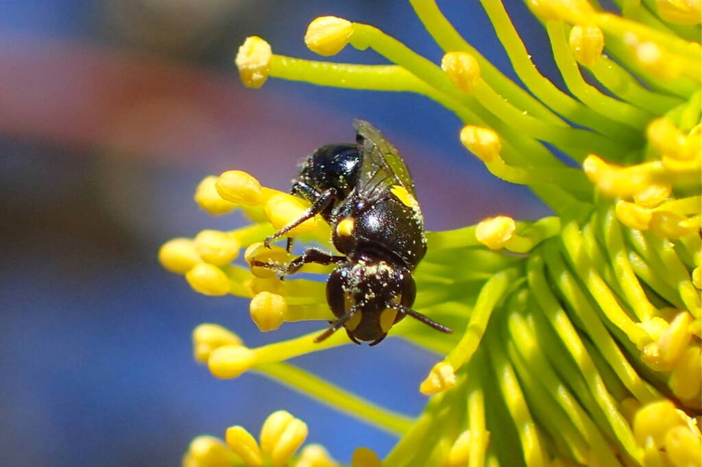 Female Hylaeus violaceus © Gary Taylor