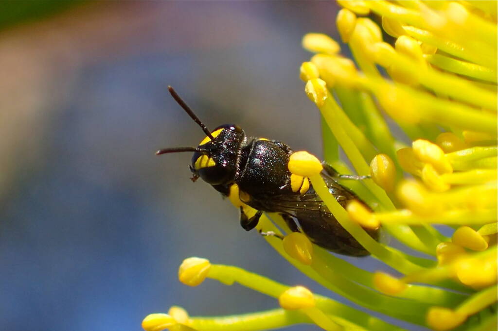Female Hylaeus violaceus © Gary Taylor