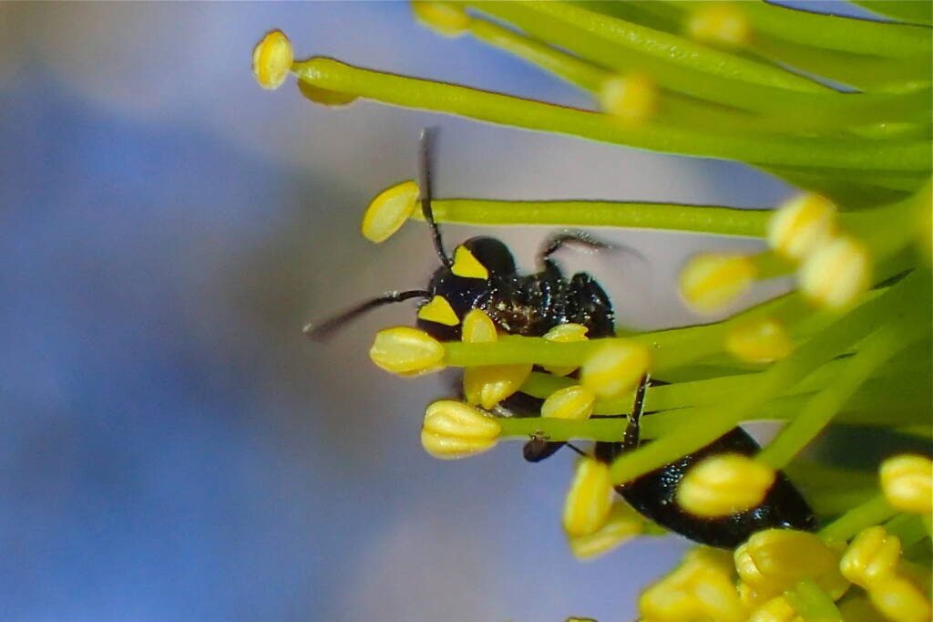 Female Hylaeus violaceus © Gary Taylor