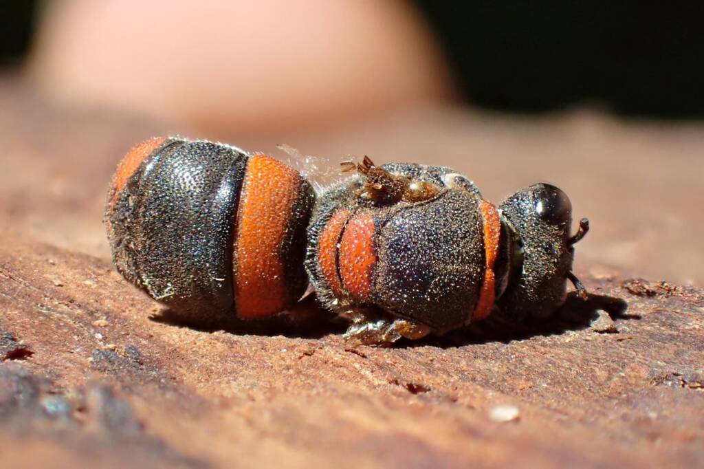 Hyleoides bivulnerata © Gary Taylor