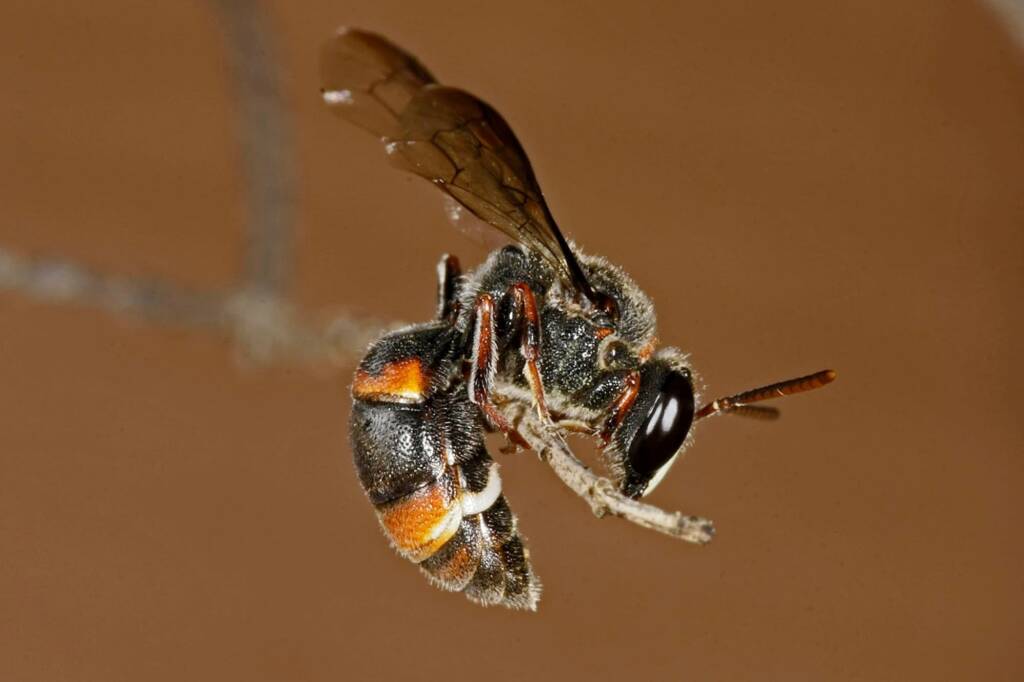 Hyleoides bivulnerata © Marc Newman