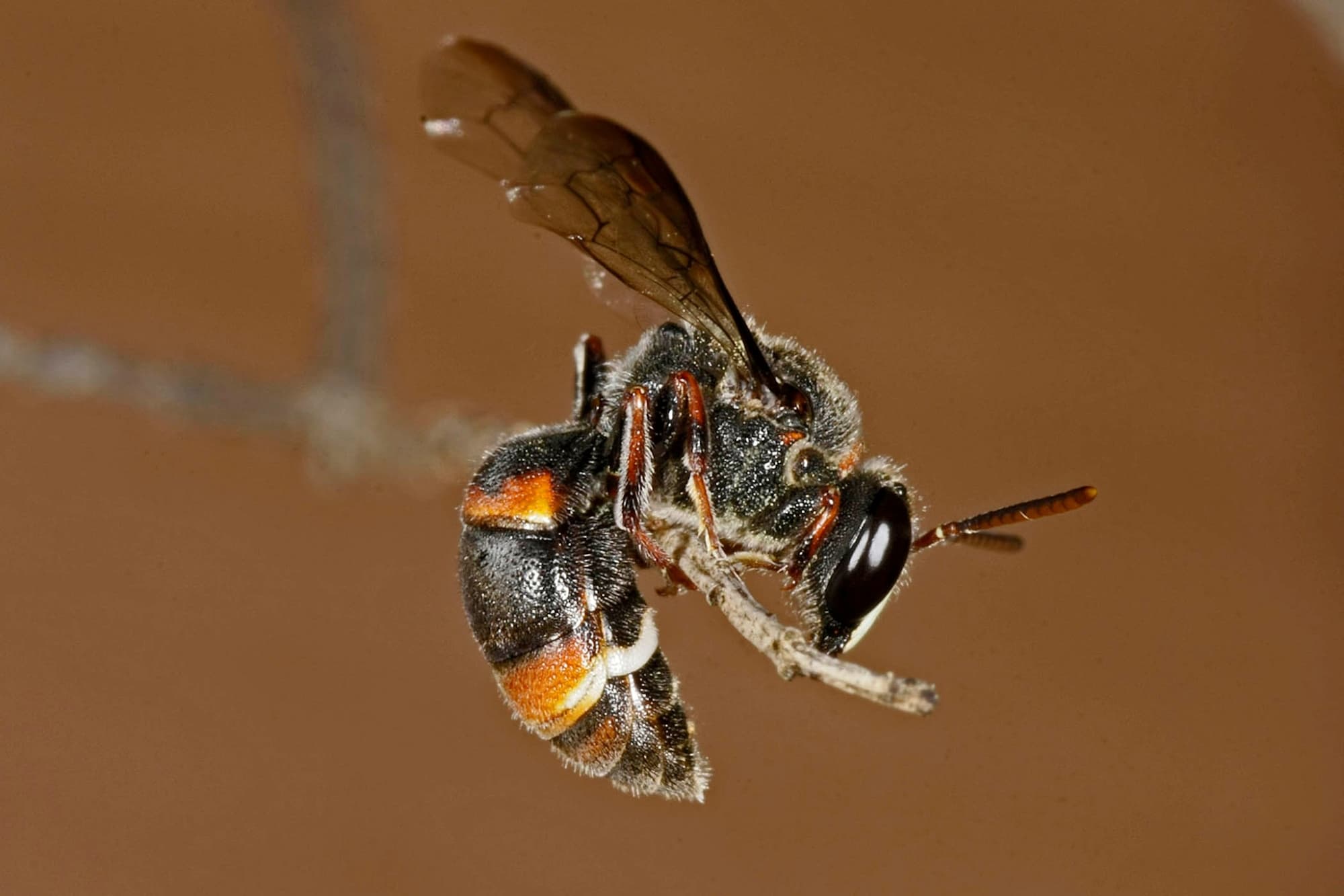 Hyleoides bivulnerata © Marc Newman