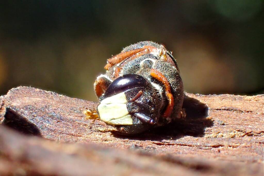 Hyleoides bivulnerata © Gary Taylor