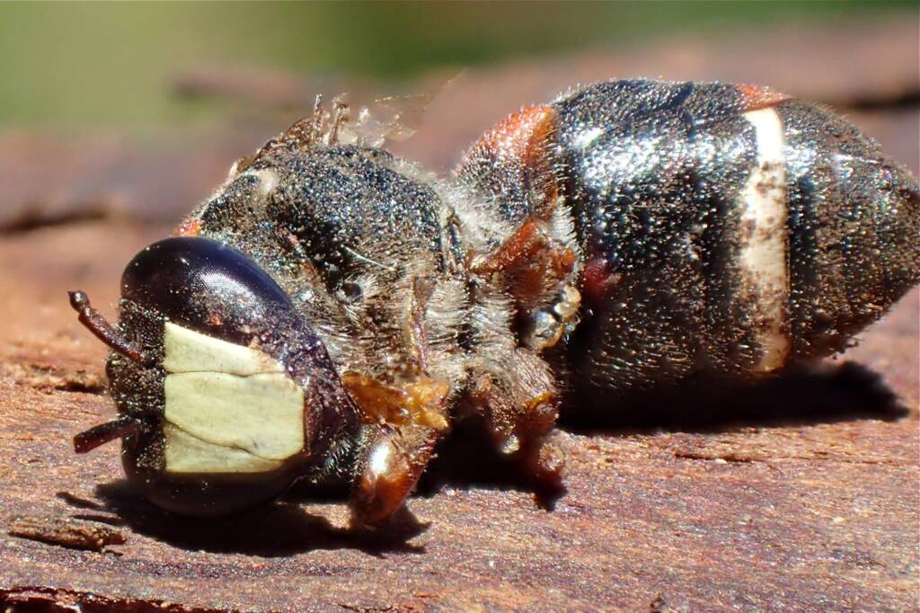 Hyleoides bivulnerata © Gary Taylor