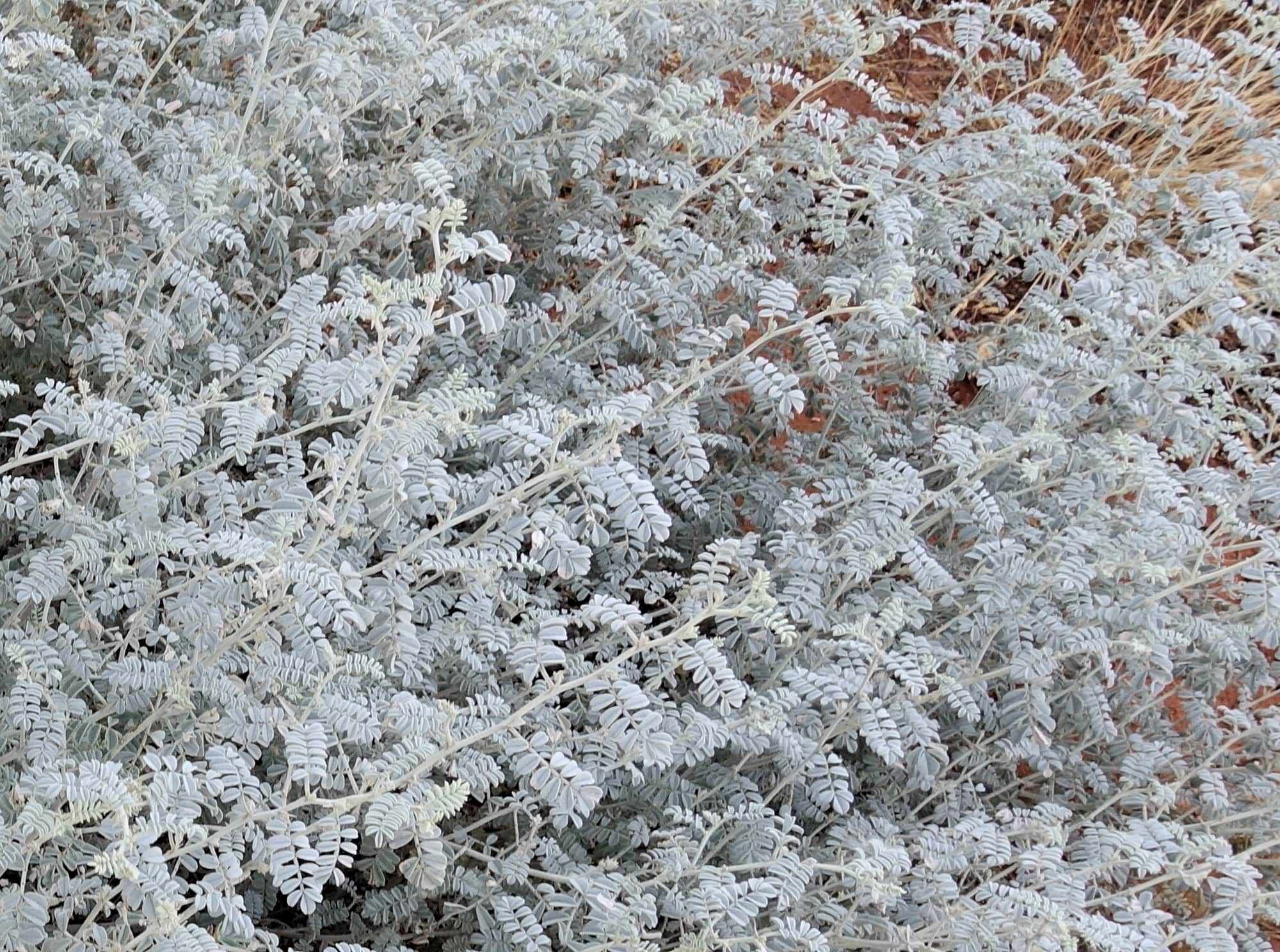 White Indigo (Indigofera leucotricha), Finke Gorge National Park