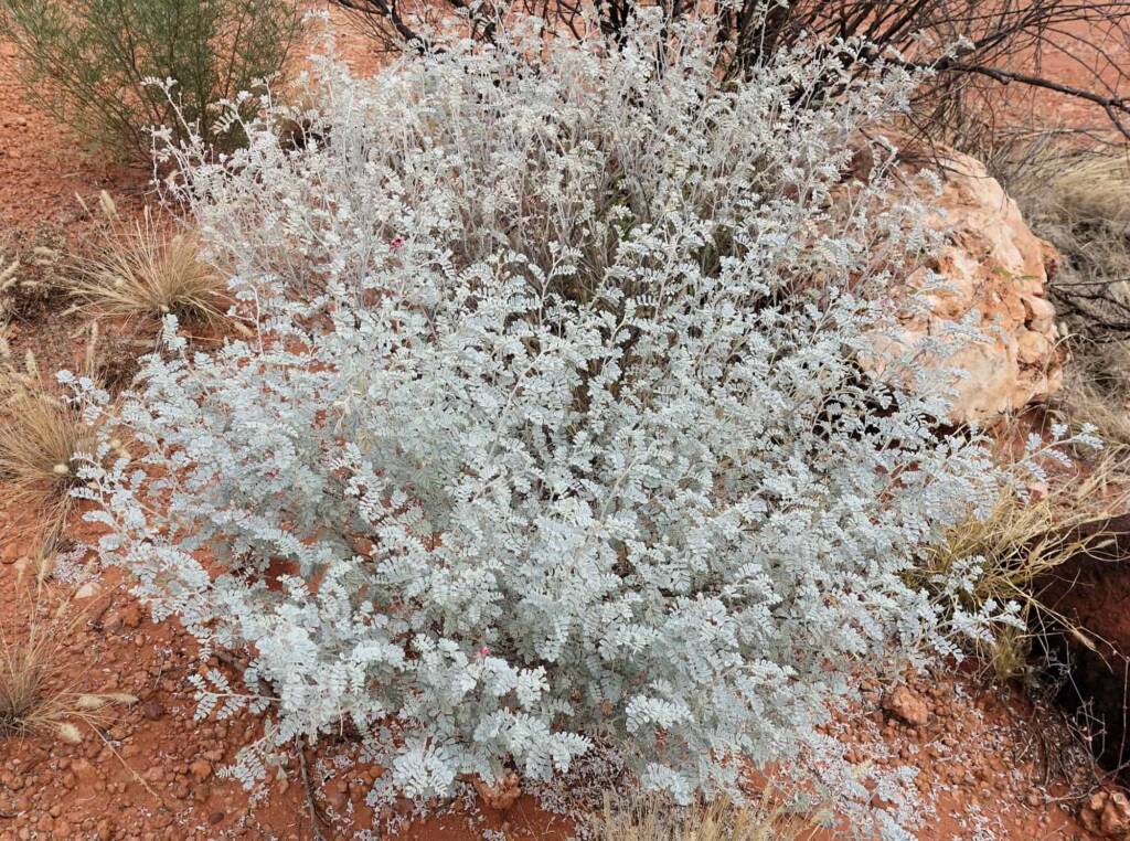 White Indigo (Indigofera leucotricha), Finke Gorge National Park