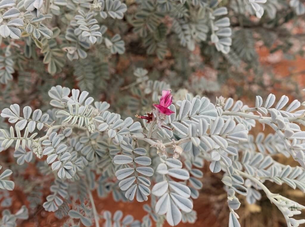 White Indigo (Indigofera leucotricha), Finke Gorge National Park