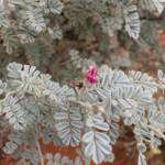 White Indigo (Indigofera leucotricha), Finke Gorge National Park