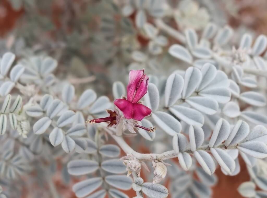 White Indigo (Indigofera leucotricha), Finke Gorge National Park