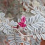 White Indigo (Indigofera leucotricha), Finke Gorge National Park