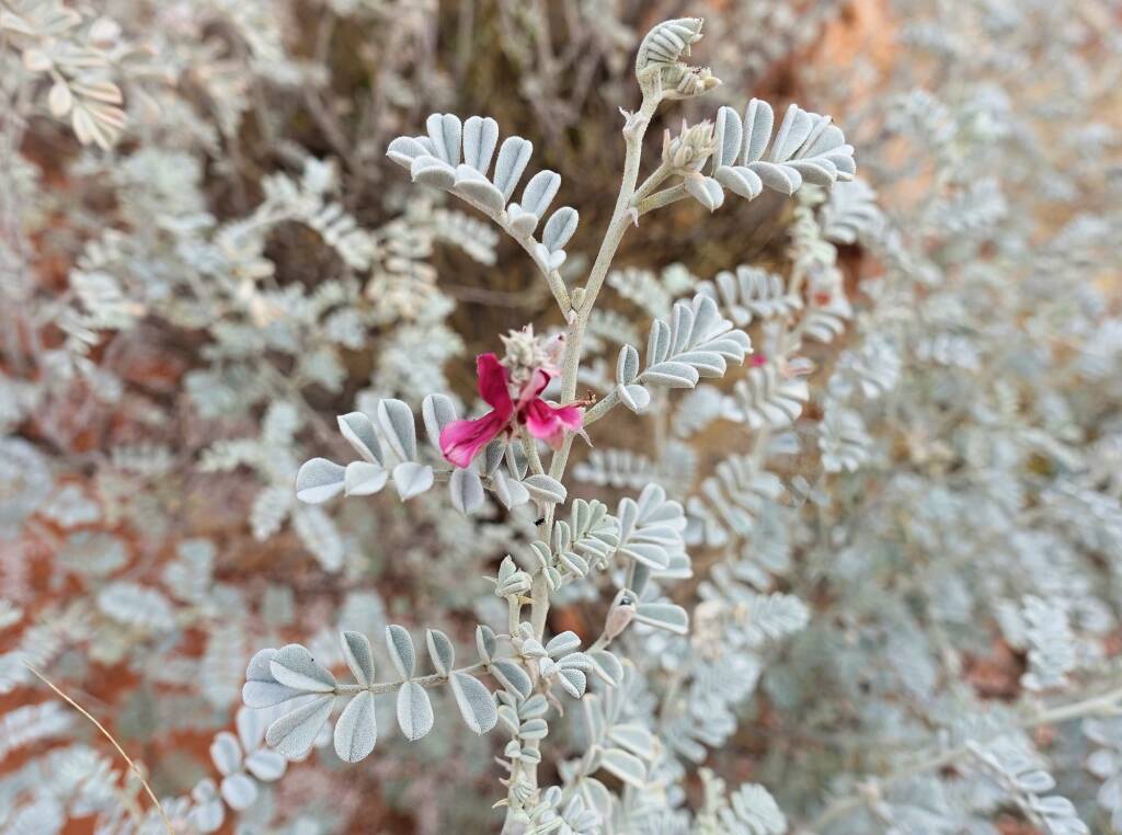 White Indigo (Indigofera leucotricha), Finke Gorge National Park
