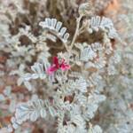 White Indigo (Indigofera leucotricha), Finke Gorge National Park