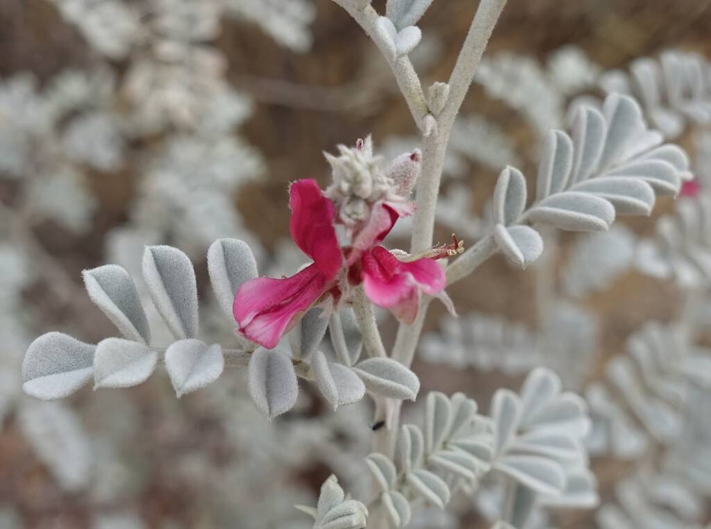 White Indigo (Indigofera leucotricha), Finke Gorge National Park