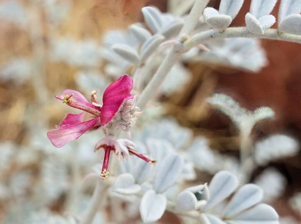 White Indigo (Indigofera leucotricha), Finke Gorge National Park