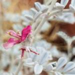 White Indigo (Indigofera leucotricha), Finke Gorge National Park
