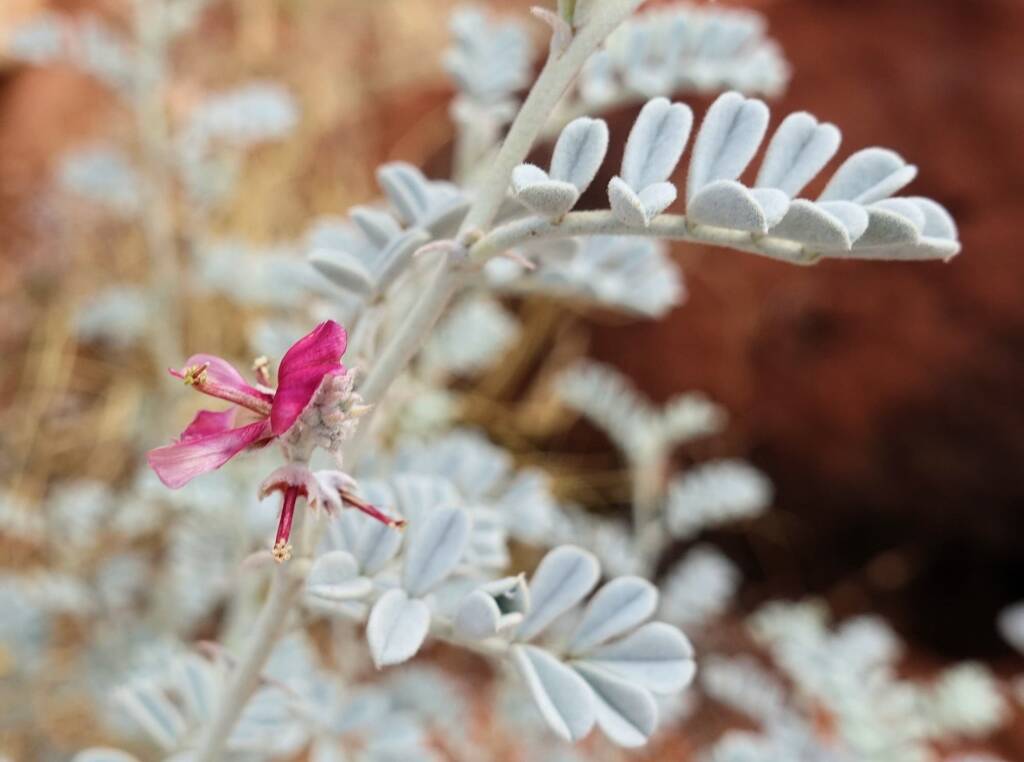 White Indigo (Indigofera leucotricha), Finke Gorge National Park