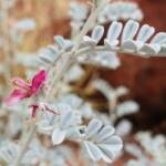 White Indigo (Indigofera leucotricha), Finke Gorge National Park