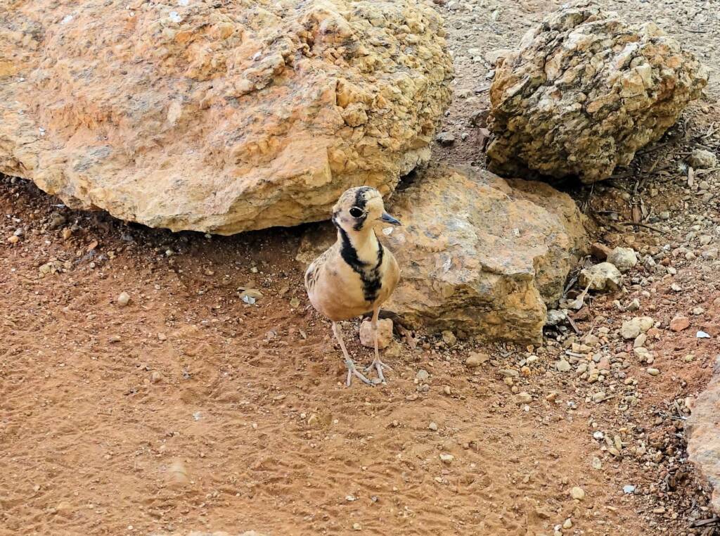 Inland Dotterel (Peltohyas australis), Alice Springs Desert Park