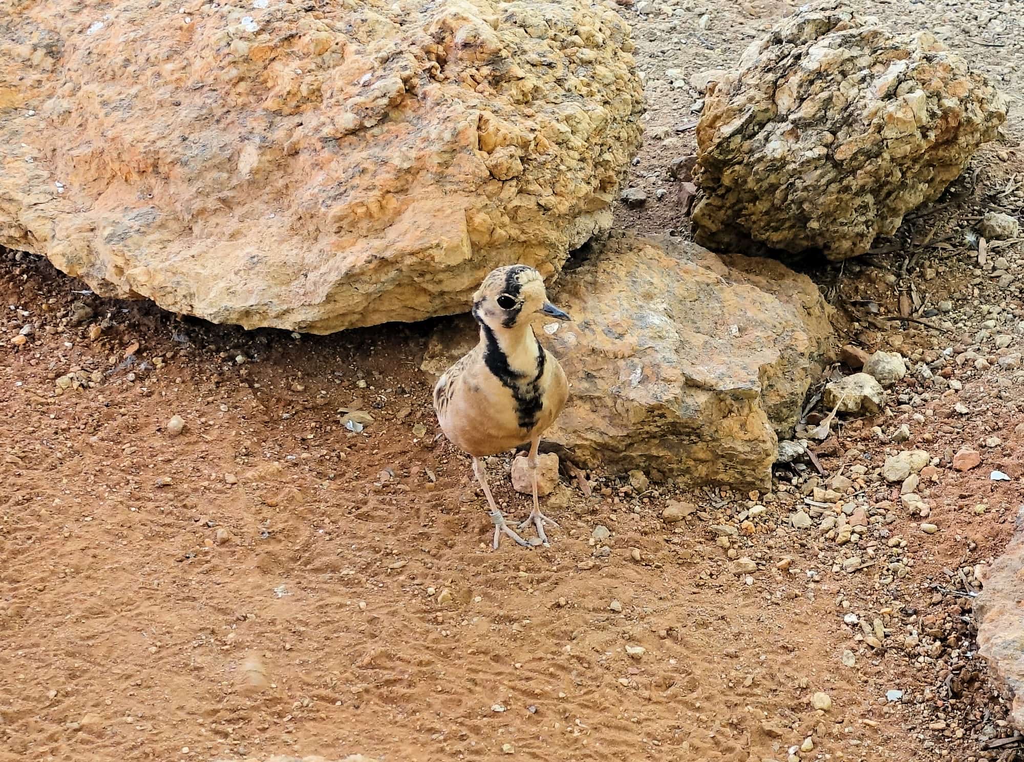 Inland Dotterel (Peltohyas australis), Alice Springs Desert Park
