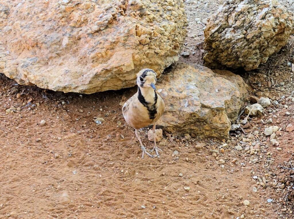 Inland Dotterel (Peltohyas australis), Alice Springs Desert Park