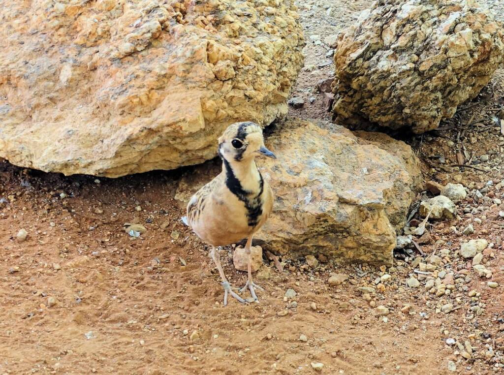 Inland Dotterel (Peltohyas australis), Alice Springs Desert Park