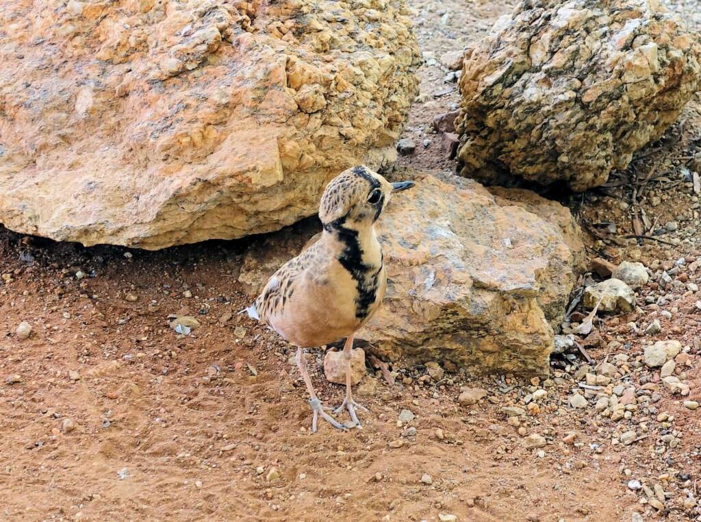 Inland Dotterel (Peltohyas australis), Alice Springs Desert Park