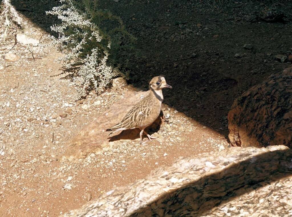 Inland Dotterel (Peltohyas australis), Alice Springs Desert Park
