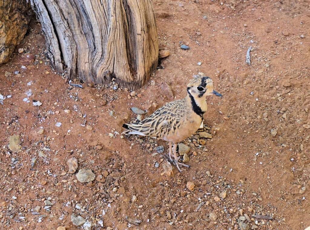 Inland Dotterel (Peltohyas australis), Alice Springs Desert Park