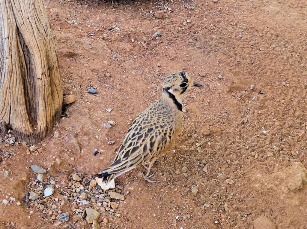 Inland Dotterel (Peltohyas australis), Alice Springs Desert Park