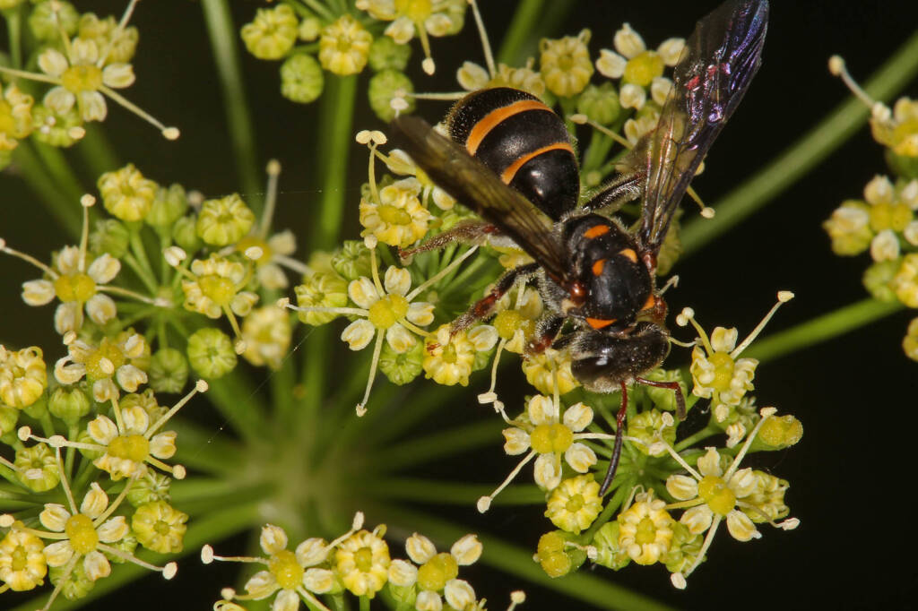 Lasioglossum (Australictus) peraustrale, Severnlea QLD © Marc Newman