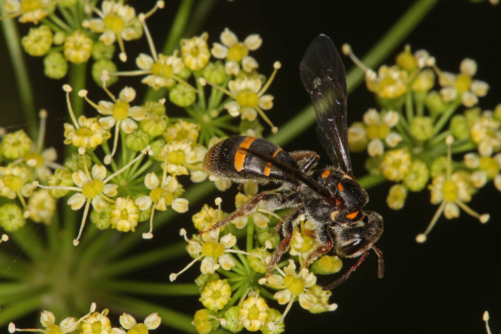 Lasioglossum (Australictus) peraustrale, Severnlea QLD © Marc Newman