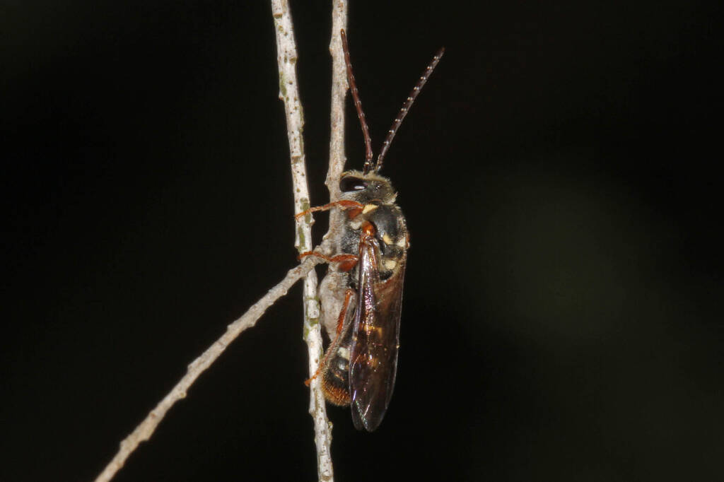 Lasioglossum (Australictus) peraustrale, Ballandean QLD © Marc Newman