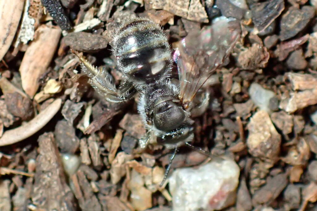 Lasioglossum (Chilalictus), Midwest WA © Gary Taylor